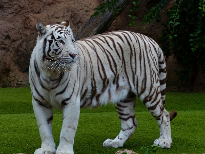 Foto Putih margasatwa kebun binatang kucing