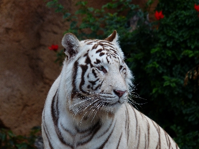 Foto Putih margasatwa kebun binatang kucing