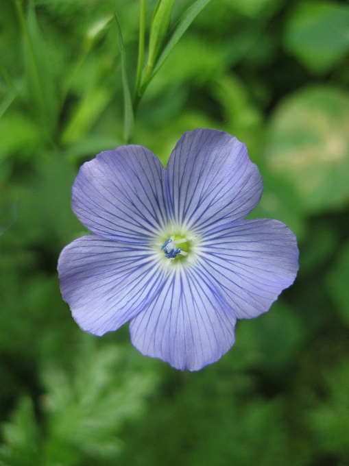 Natur anlage blume blütenblatt