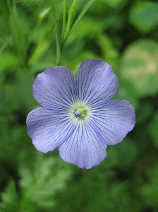 Nature plant flower petal Photo