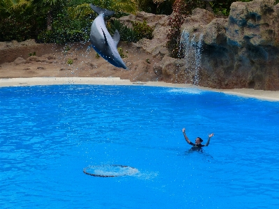 Sea water ring jump Photo