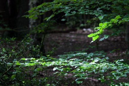 Foto Paesaggio albero natura foresta