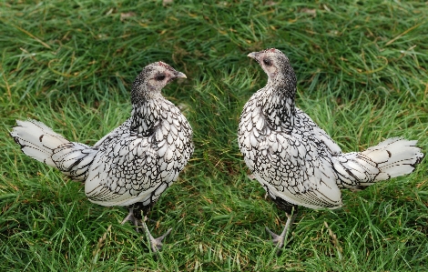 Vogel flügel bauernhof prärie
 Foto