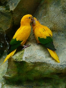 Bird wildlife love feed Photo