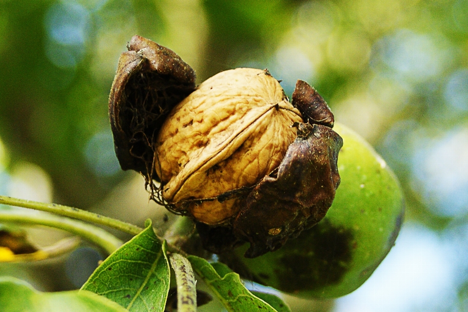 Tree nature branch plant