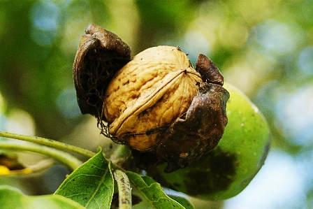 Tree nature branch plant Photo