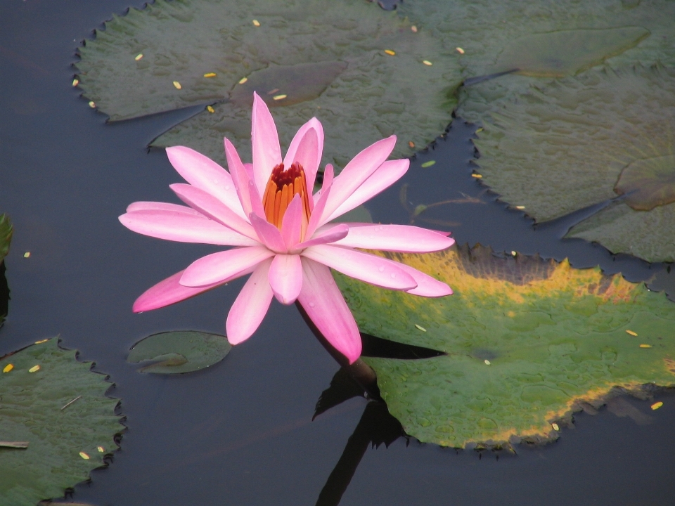 Water nature outdoor blossom