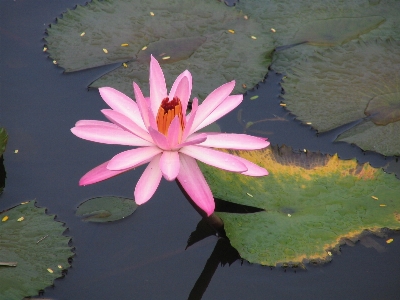 Water nature outdoor blossom Photo