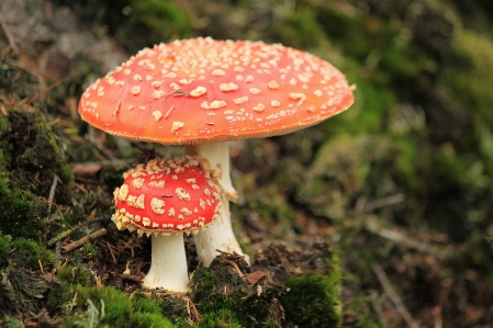 Foto Natura foresta pianta fiore