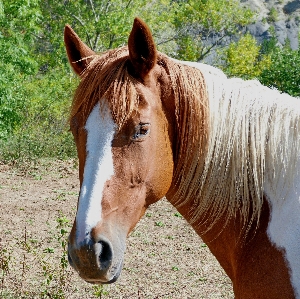 Pasture horse mammal stallion Photo