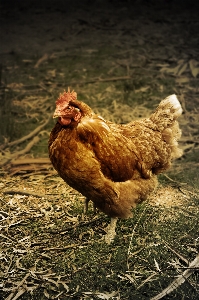 自然 鳥 農場 動物 写真