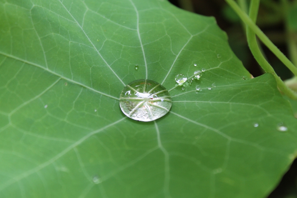 水 自然 落とす 露