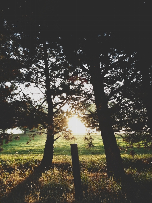 Tree nature forest grass