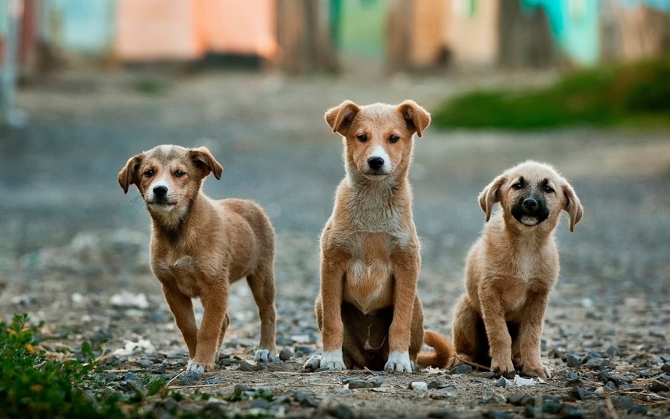 Puppy dog animal brown