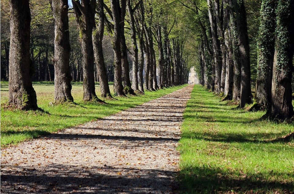 Baum natur wald gras