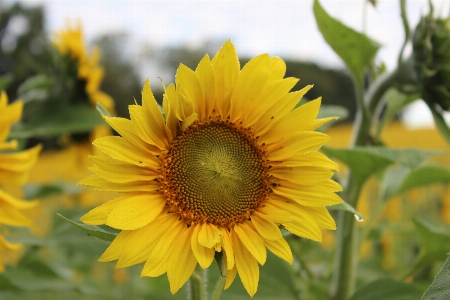 Anlage feld blume blütenblatt Foto