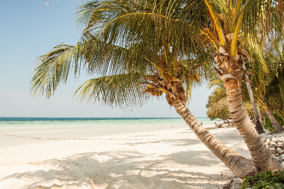 Playa mar costa árbol