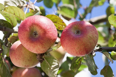 Apple branch plant fruit Photo