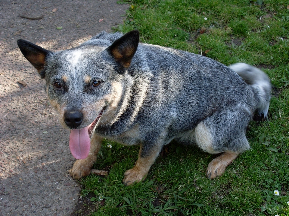 Köpek yavrusu hayvan köpek
