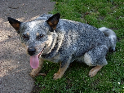 Foto Cucciolo cane animale canino
