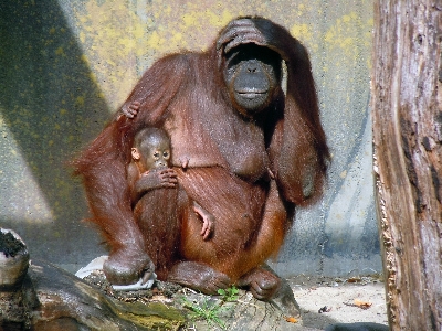 Wildlife zoo mammal child Photo