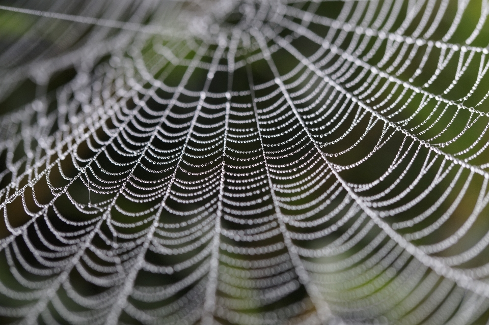 Nature fog leaf wet