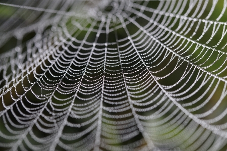 Nature fog leaf wet Photo