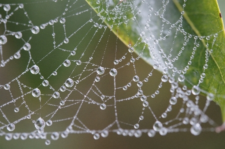 Water dew fog leaf Photo