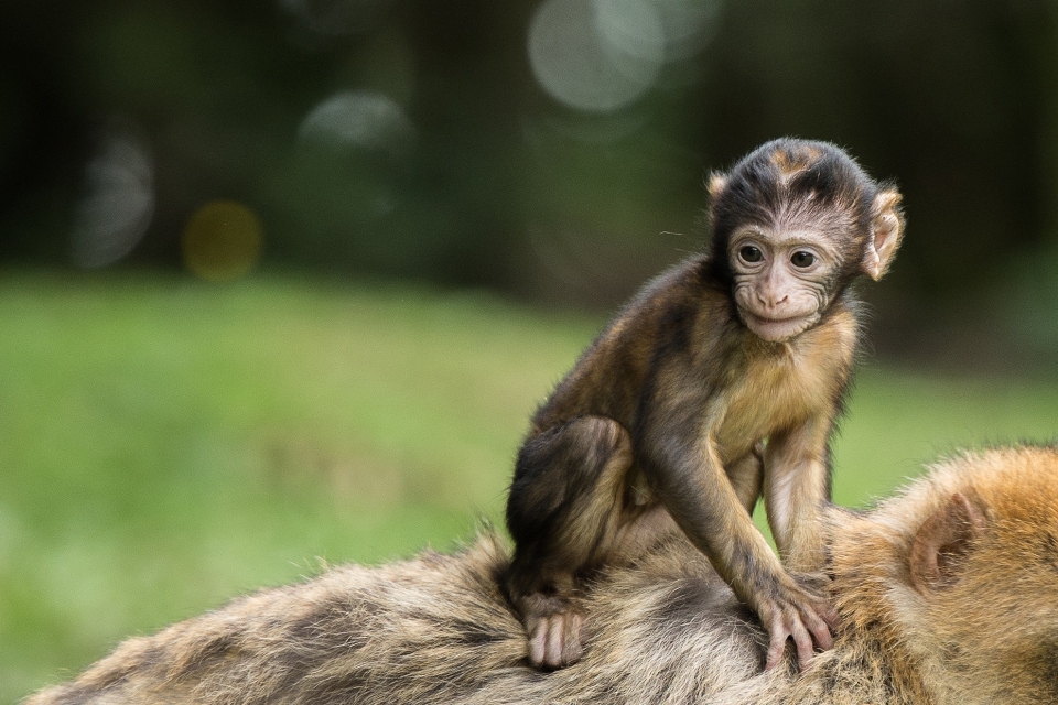 Animal animais selvagens selvagem jardim zoológico