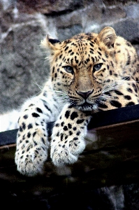 野生動物 野生 動物園 毛皮 写真