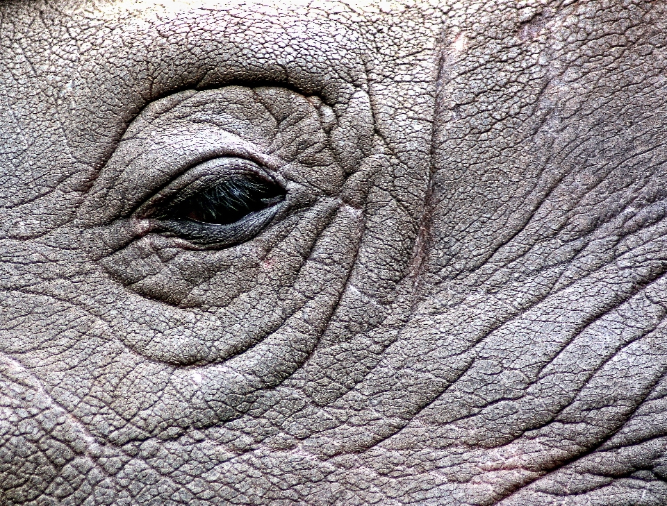 Tierwelt säugetier fauna elefant