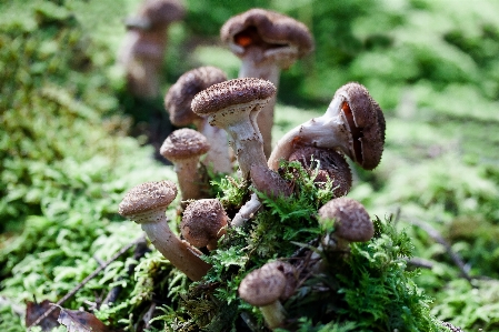 Nature forest ring flower Photo