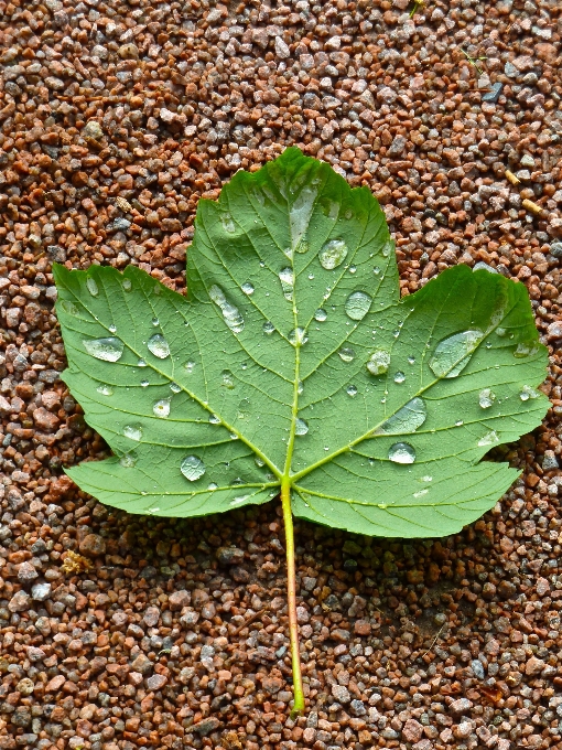 Arbre eau nature herbe