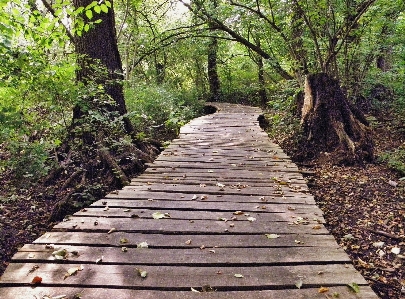 Landscape tree forest trail Photo