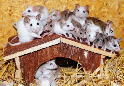 Wood sweet roof mouse Photo