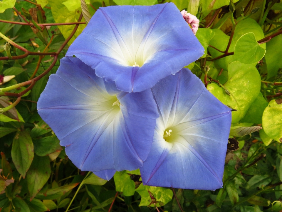 Natur blüte anlage blume