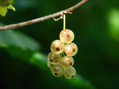 Branch blossom light plant Photo