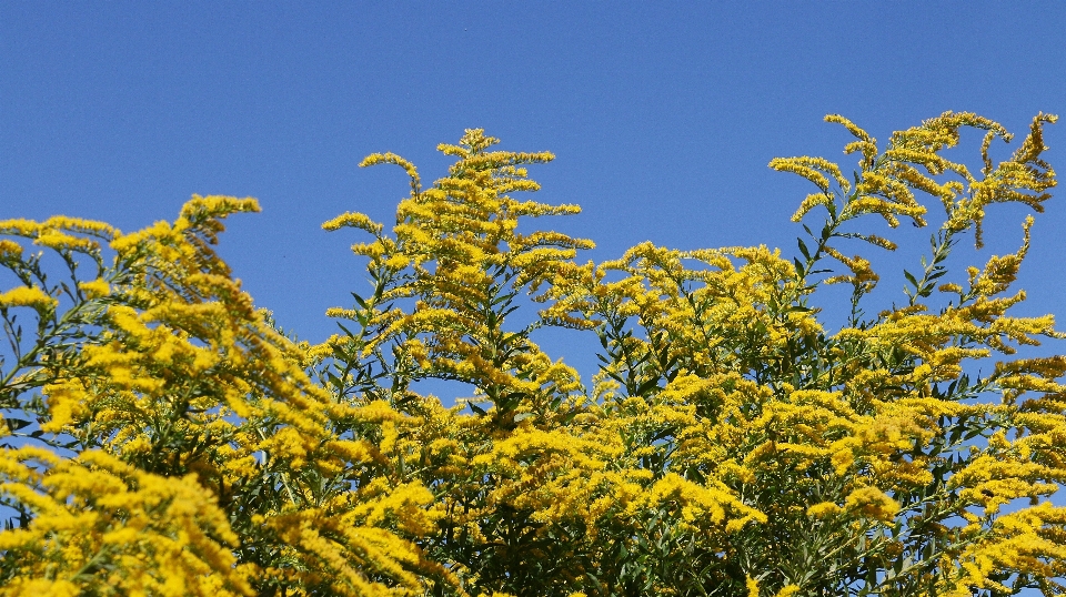 Tree branch plant sky