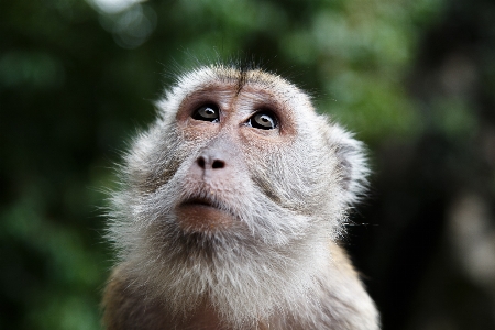 Foto Satwa margasatwa liar hutan