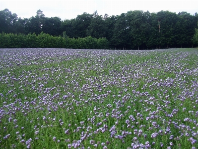 Plant field meadow prairie Photo