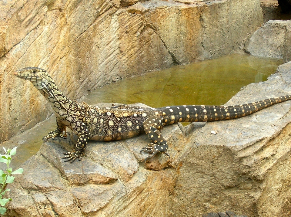 Natura animali selvatici selvaggio zoo