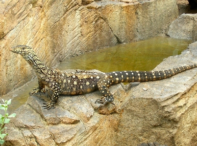 Natur tierwelt wild zoo Foto