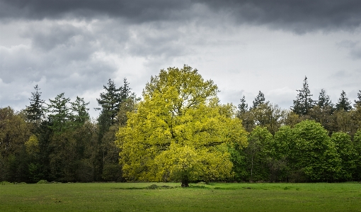 Landscape tree nature forest Photo