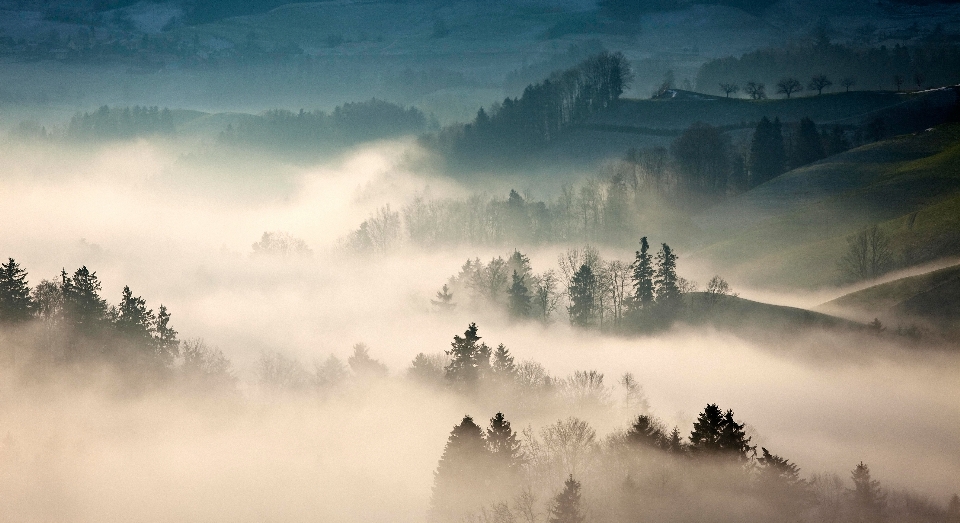 Albero natura foresta montagna