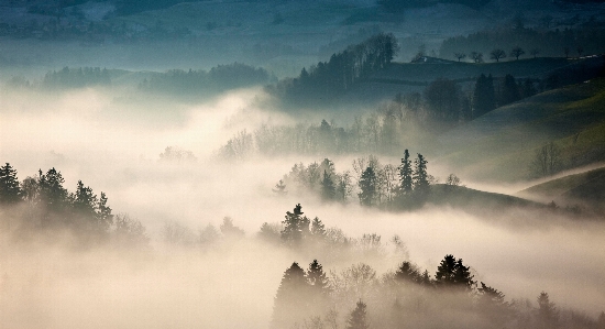 木 自然 森 山 写真