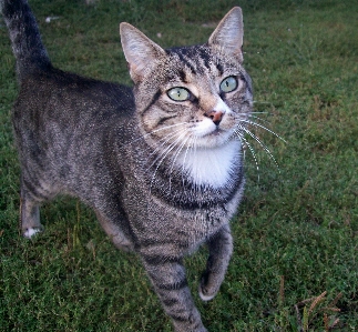 Photo Animal de compagnie chat mammifère fauna