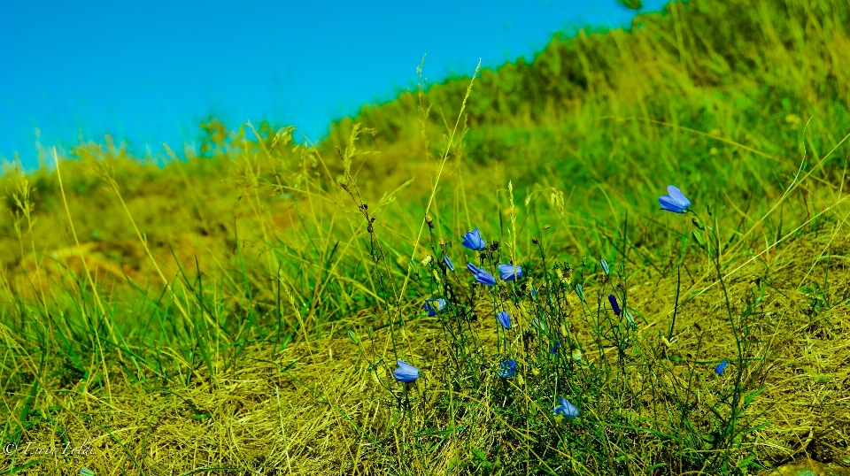 Lanskap alam hutan rumput