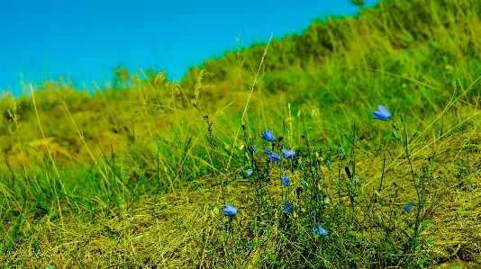 Landscape nature forest grass Photo