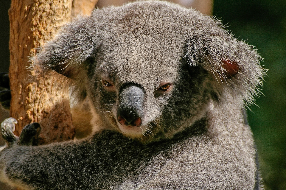 Animal bonitinho urso animais selvagens