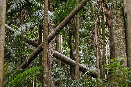 Baum natur wald zweig Foto